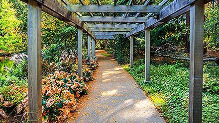 Garden Walkway Vines, Victoria, British Columbia