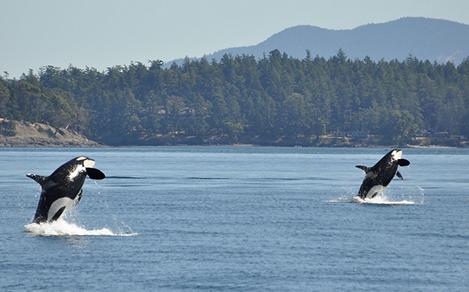 Whales Orcas Harbor, Victoria, British Columbia