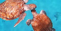 Curacao Turtles Swimming, Willemstad, Curacao