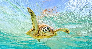 Sea turtle in the ocean