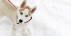 Siberian Husky Puppy with Blue Eyes, Alaska