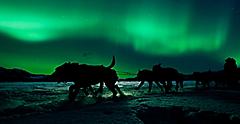 Silhouette of Sled Dog Team by Northern Lights, Alaska