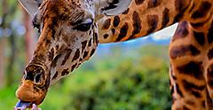 Giraffe being fed by hand at the Giraffe Center in Nairobi County Africa.