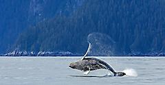 Alaska, Whale Jumping Over the Water