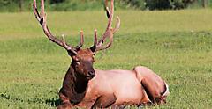 Alaska, Wildlife Moose