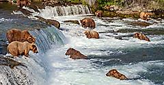 Alaska, Grizzle Bear Fishing