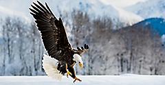 Alaska, Bald Eagle