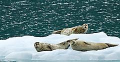 Alaska, Seals Resting on Iceberg