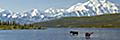 Bull Moose Wildlife Alaska Hero