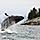 Alaska, Whale Jumping