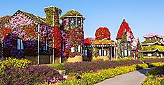 Flowers on view at Dubai Miracle Garden. Asia