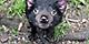 Close up photo of a wild Tasmanian Devil. Australia