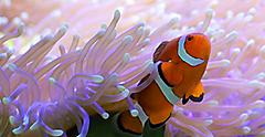 Clown fish hiding in an anemone. Australia