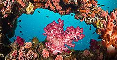 Pink soft coral on a shipwreck. Australia.