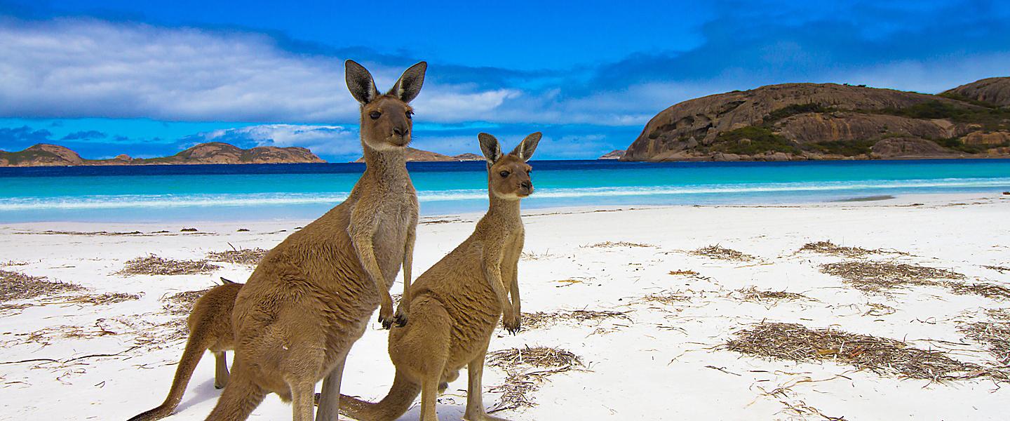 Wildlife Tours in Australia, Africa, & More | Royal Caribbean Cruises