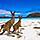 Three kangaroos stand on a white sand beach during a wildlife tour of Kangaroo Island. Australia