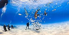 Shark Feeding and Diving in the Bahamas