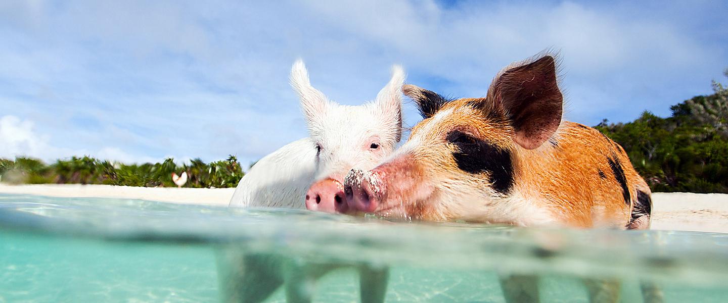 royal caribbean swimming pigs excursion