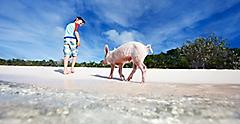 Bahamas Exuma Boy with Swimming a Piglet