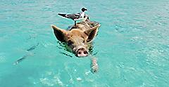 Bahama Exuma Pig Swimming with Seagull