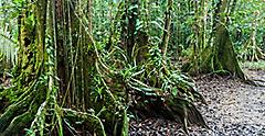 The Belize Rainforest Jungle