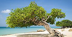 Famous trees of Eagle Beach. Aruba