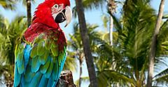 Colorful Parrot, Punta Cana.