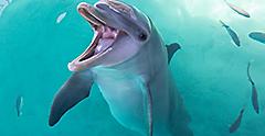Dolphin the Caribbean