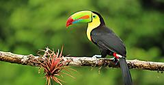 Toucan Bird in the Caribbean 