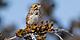 Perched Savannah Sparrow in Winter