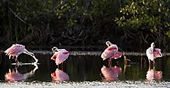 Roseate spoonbills are a striking sight.