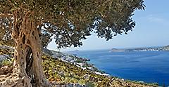 View of an ancient olive oil tree in Greek Kalymnos island, Mediterranean.
