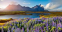 Stokksnes, Iceland Lupine Flowers by the River