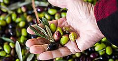 Person grabbing olives to make fresh olive oil in Bari, Italy