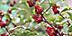 Castleton Gardens’ beautiful red roselle fruits. Jamaica