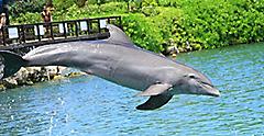 Dolphin jumping out of the water. Jamaica