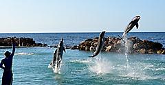 Person training dolphins to jump out of the water. Jamaica