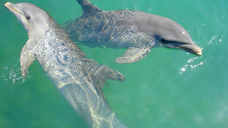 Swimming with Dolphins in Jamaica | Royal Caribbean Cruises