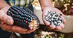Blue corn being processed by hand. Mexico