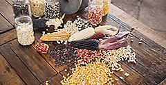 Different species and colors of corn on wooden table. Mexico