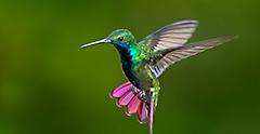 Mexico’s Legend of Hummingbirds Carry Dreams, Hopes, and Wishes - Yucatán, Mexico
