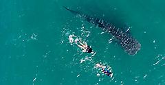 Take a Snorkeling Whale Shark Tour in Mexico
