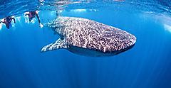 Snorkeling with Whale Sharks in Mexico