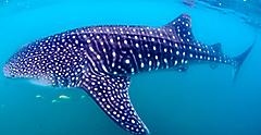 Whale Shark Underwater, Cabo San Lucas, Mexico 