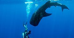 Take Photos of Whale Sharks Swimming in Mexico
