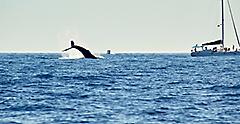 Whales in Pacific Ocean near Cabo San Lucas, Mexico