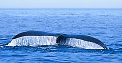 Nova Scotia Halifax Whale Tail