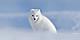 Arctic Fox on Ice