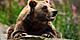 Norway Brown Bear