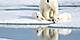 Norway Polar Bear Mom and Cubs